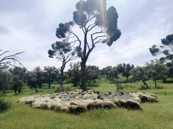 Las ovejas de la Casa de Campo protegen el bosque. Hemos tratado de ocultar sus caras para preservar su intimidad. Foto: María G. de la Fuente.