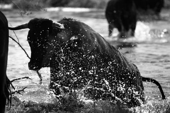 Vaca de la raza avileña negra cruzando el río Tiétar. Foto: © Gema Arrugaeta. 