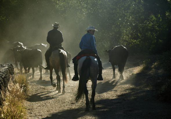 Trashumancia a caballo de vacas de la raza avileña negra, de la ganadería de los Hermanos Santana. Foto: © Gema Arrugaeta. 