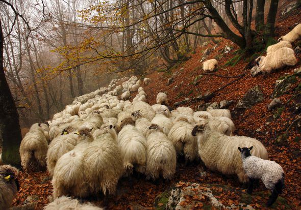 Rebaño de oveja latxa en la sierra de Aizkorri en Guipúzcoa, camino del municipio de Idiazábal. Foto: © Gema Arrugaeta. 