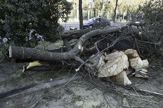 Restos de árboles talados en el Paseo del Prado de Madrid. Foto: José Manuel Ballester. 