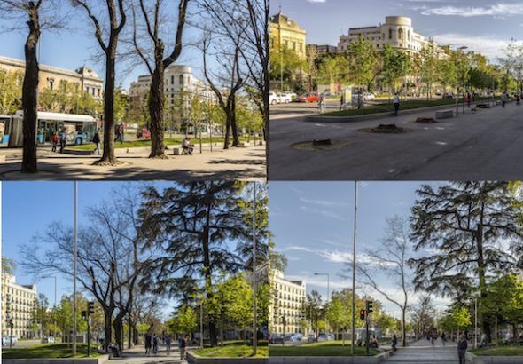 Cuatro fotografías que muestran cómo estaba y cómo ha quedado el Paseo del Prado tras la tala de cientos de árboles. Fotos: José Manuel Ballester.