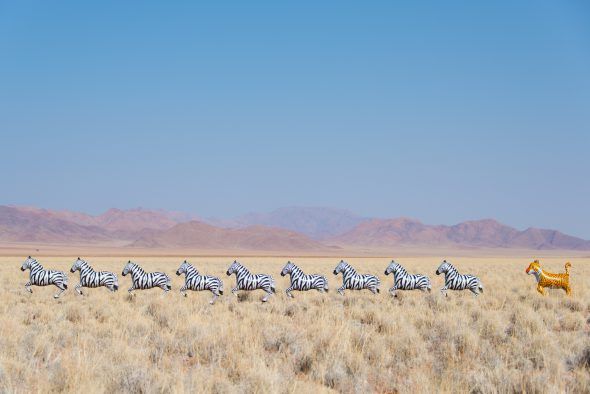 Fotografía de lepardo persiguiendo cebras. Foto: Gray Malin.