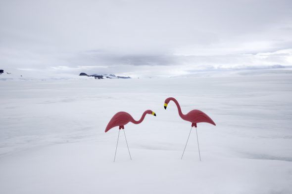 Dos flamencos. Fotografía de la serie Antártica de Gray Malin.