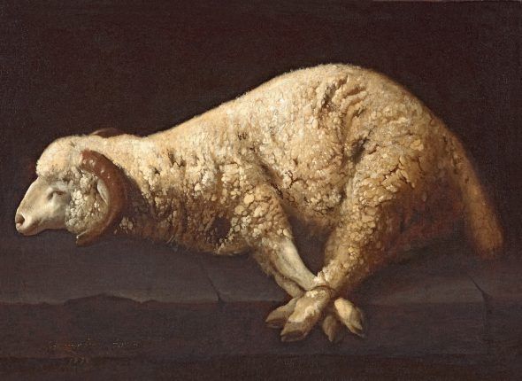 Francisco de Zurbarán. 'Carnero con las patas atadas', 1632. Barcelona, colección privada. 