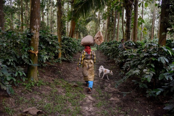 Una mujer camina a través de la jungla con un fardo de café en la cabeza. India. 2014. Foto: Steve McCurry. 