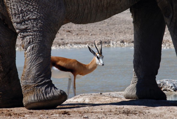 El gran animal de la sabana africana. Foto: Andoni Canela. 
