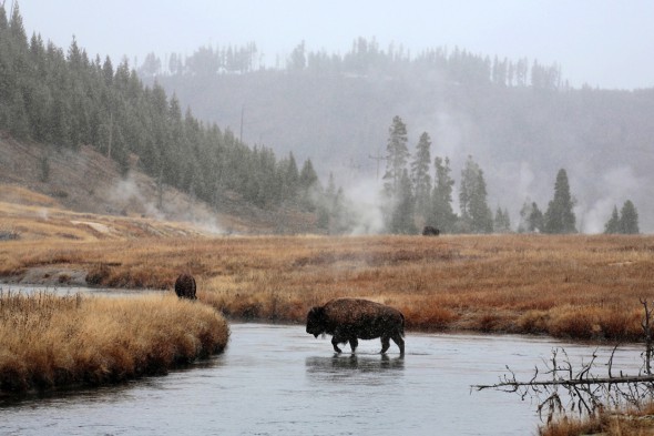Bisontes capturados en Estados Unidos por el fotógrafo Andoni Canela. 