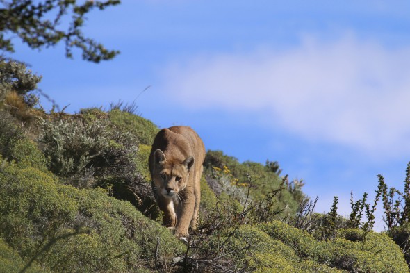 Un bellísimo ejemplar de Puma se acerca. Foto: Andoni Canela. 