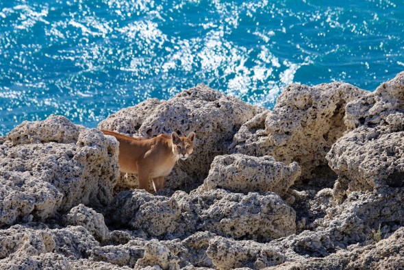 El retorno. Puedes pasar todo el día siguiendo de lejos a un puma y, en un momento, perderlo de vista. ¡Zas! El felino ya no está y la jornada de espera no ha valido ni una foto. Sin embargo, aveces, la paciencia y la perseverancia tienen premio. Este gran puma Macho que Andoni y Unai habían seguido durante horas, reapareció junto al lago después de haberse escabullido dentro de un bosque en la ladera de una montaña. Foto: Andoni Canela. 