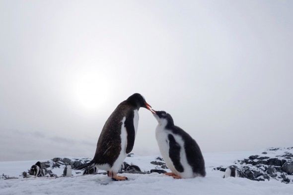 Mamá Pingüino. Una madre pingüino alimenta a su cría con krill. El pequeño pingüino luce todavía el plumón característico de las primeras semanas y tendrá que esperar a mudarlo completamente para poder meterse en el agua. 