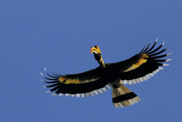 Un ejemplar de Cálao Bicorne fotografiado por Andoni Canela. 