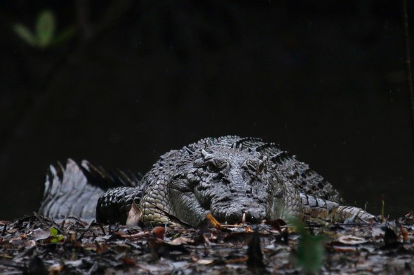 Un impresionante ejemplar de cocodrilo en Australia fotografiado por Andoni Canela. 