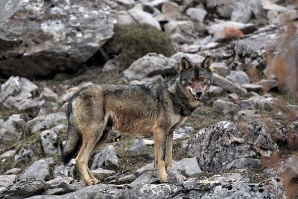 Ejemplar de lobo ibérico fotografiado por Andoni Canela. 