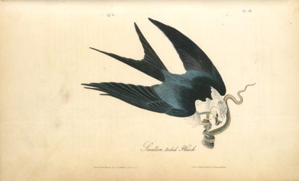 Halcón de cola de golondrina. Dibujo de John James Audubon (1840).