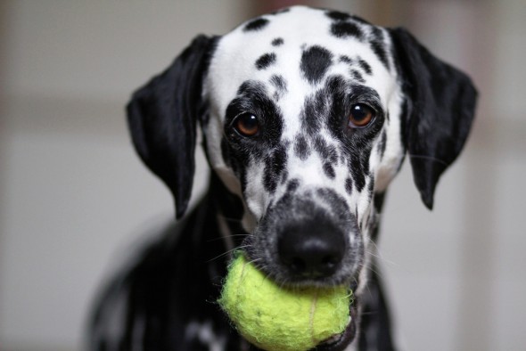 Dálmata con su pelota de tenis. 