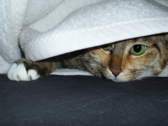 El gato 'terapeuta' de Superscheeli. Flickr CC.