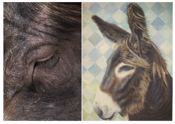 A la izquierda: Ruth Montiel Arias, 'Cosmos', Fotografía. A la derecha: Amor Díez, 'Burro', 2015. Acrílico sobre lienzo.
