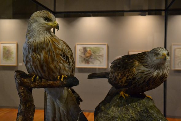 Aves naturalizadas de la colección del Museo Nacional de Ciencias Naturales junto a las obras de Juan Varela. 