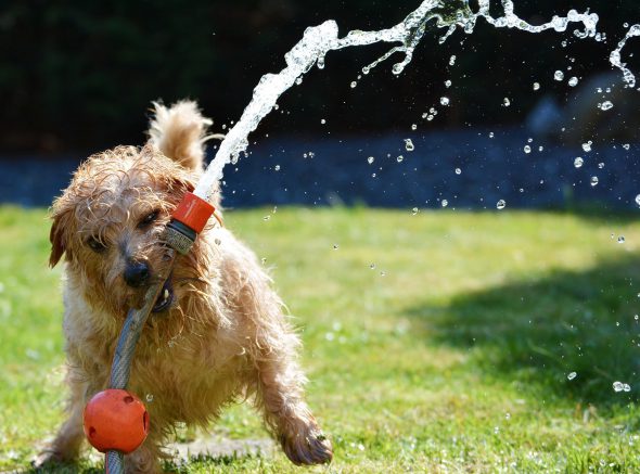 Perros y gatos al agua en verano. Foto: Pixabay.