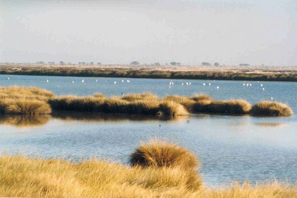 Marismas en el Parque Nacional de Doñana. Foto: Creative Commons.