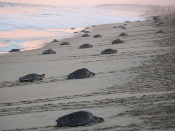 Gran llegada de tortugas a la playa de Escobilla. Foto: Asociación Kowabuga.