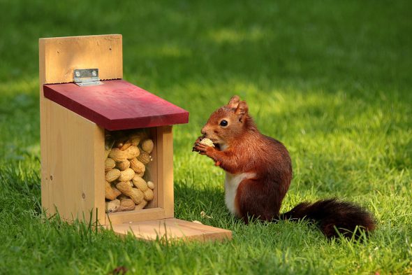 Una ardilla junto a su casita llena de cacahuetes. Foto: Pixabay. 