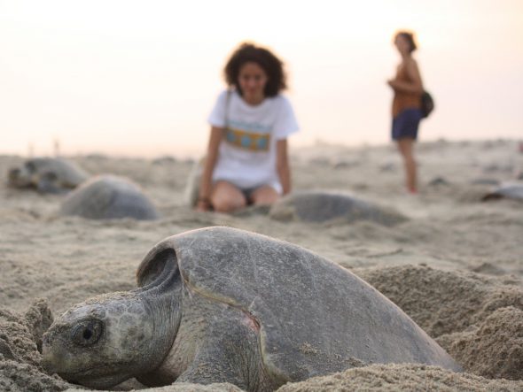 Llegada de las tortugas a la playa Escobilla en México. Foto: Asociación Kowa