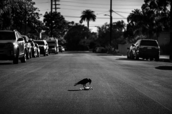 'The Crow and the Squirrel', fotografía de Juan Carlos Fresnadillo. 