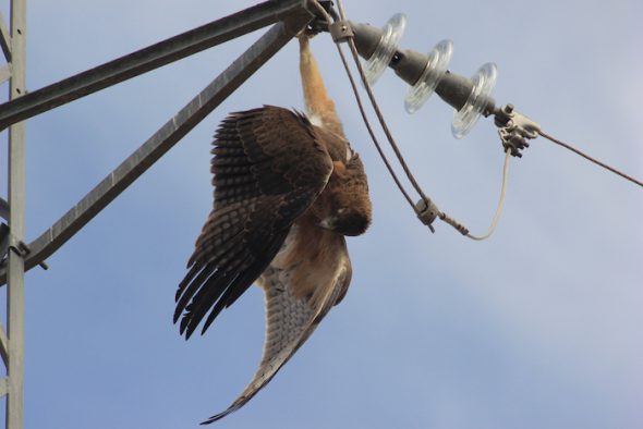Un ave rapaz muerta en un tendido eléctrico. 