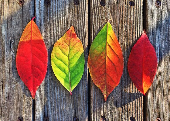 Colores de otoño. Foto: Pixabay.