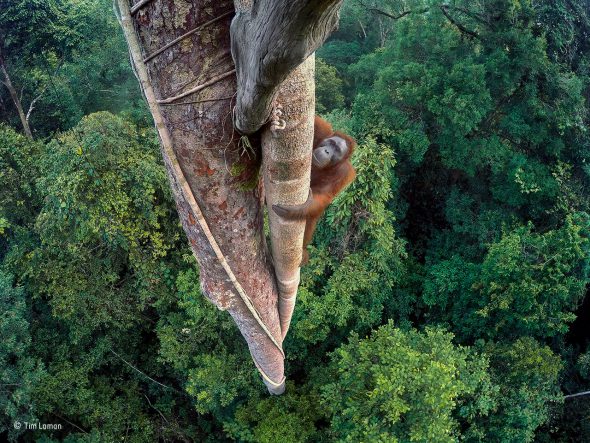 Vidas entrelazadas Tim Laman, Estados Unidos Wildlife Photographer of the Year 2016 En lo alto del árbol, un joven orangután macho regresa al banquete de higos. Tim sabía que volvería. Tras tres días de subir y bajar había escondido varias cámaras GoPro en el árbol, y disparó de forma remota desde el bosque cuando vio al orangután trepar. Tim había visualizado previamente este disparo, mirando hacia abajo y encuadrando al orangután dentro del bosque. A veces conocidos como los jardineros del bosque, los orangutanes de Borneo son muy inteligentes. Como los humanos, manifiestan culturas diferentes en grupos diferentes y representan comportamientos y tradiciones únicas. A los orangutanes en Borneo se les ha visto usando hojas a modo de servilletas para limpiarse la barbilla, construyendo toldos para generar sombra por encima de sus nidos e incluso elaborando paraguas para protegerse de la lluvia en los aguaceros tropicales. 