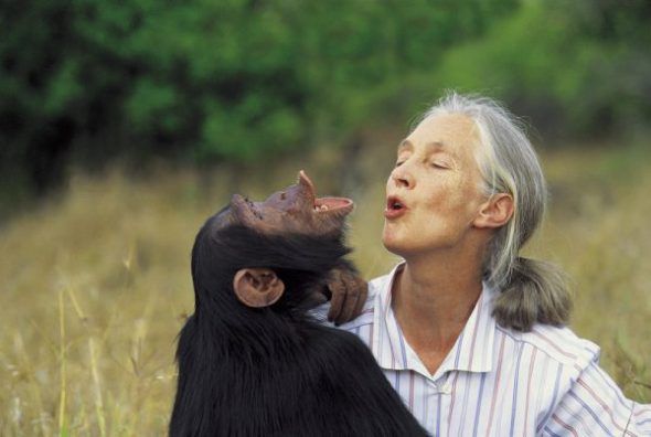 Jane Goodall con el chimpancé Uruhara en 1986.