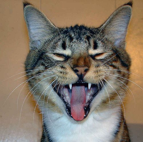 Gato sonriente. Foto: Flickr Creative Commons.