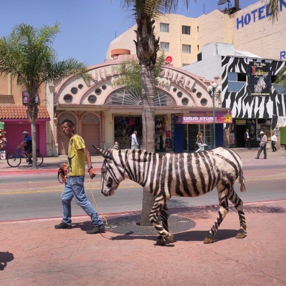 Un hombre pasea a su burro-cebra por la parte baja de Tijuana, México. Foto: Ana Nance.