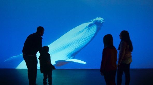 Una proyección de ballenas en la exposición de los Océanos en Madrid. 