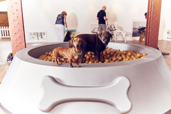 1000 pelotas simulan comida perruna en un bol gigante. Arte para perros. Foto: Mikael Buck / More Than