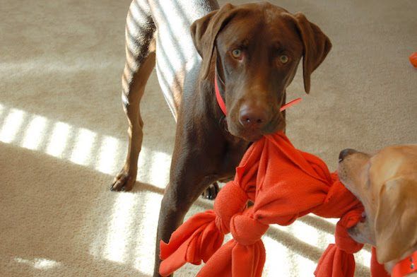 Este juguete perruno es un éxito: ¡y se fabrica con una toalla o manta vieja! Foto: Tattle Tails