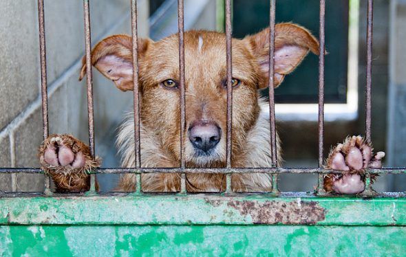 Más de 150.000 mascotas son abandonadas al año en España. Foto: Pixabay. 