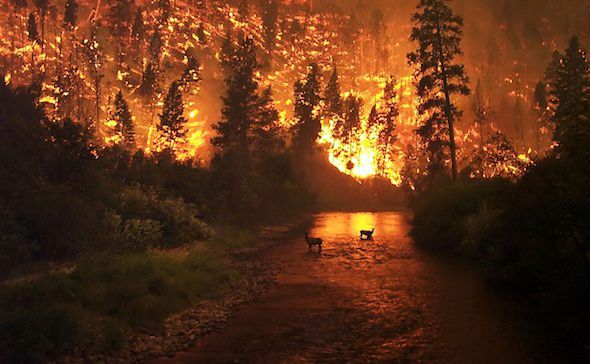 Un incendio forestal. Foto: Creative Commons.