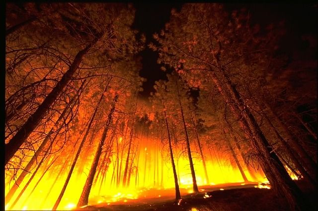 Incendio forestal. Foto: Pixabay.
