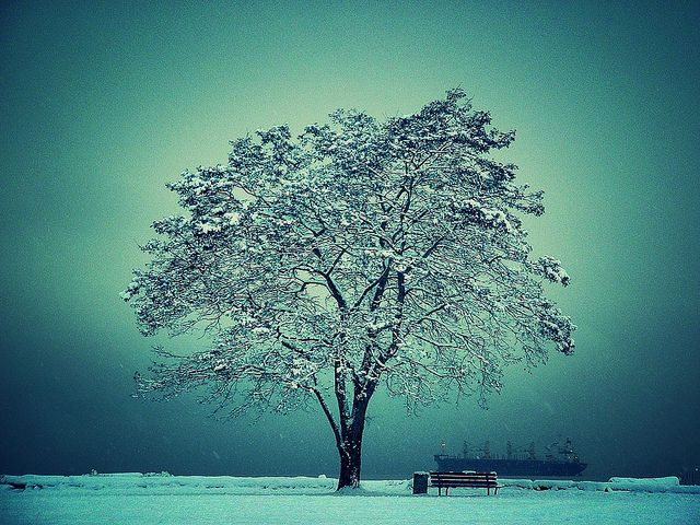 Un árbol nevado. Foto: Flickr Creative Commons.