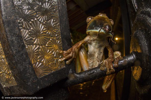 El gladiador. Foto de Javier Aznar. Una rana come un insecto durante una noche de marzo en la frontera entre Ecuador y Colombia.