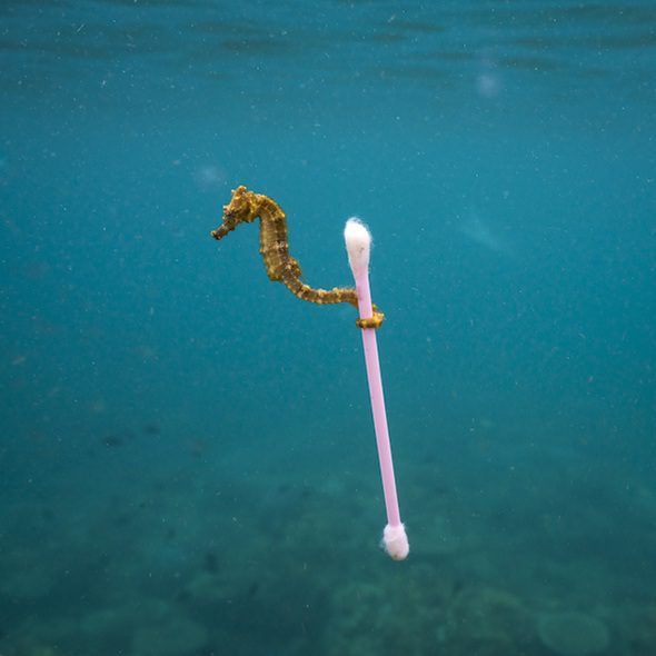 El surfero. Foto de Justin Hofman. Un pequeño caballito de mar nadando en un mar lleno de basura en Indonesia. 