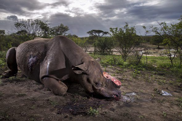Monumento a una especie. Foto de Brent Stirton. Un rinoceronte negro asesinado por cazadores furtivos para cortarle los cuernos en Sudáfrica. (Foto de Brent Stirton/Getty Images para National Geographic Magazine.)