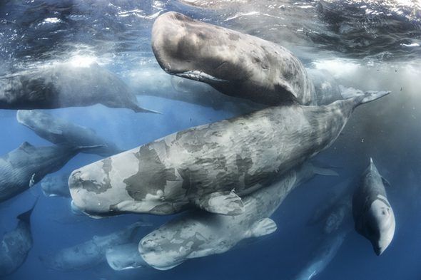 Reunión de gigantes. foto de Tony Wu. Reunión de ballenas fotografiadas en el Océano Índico.