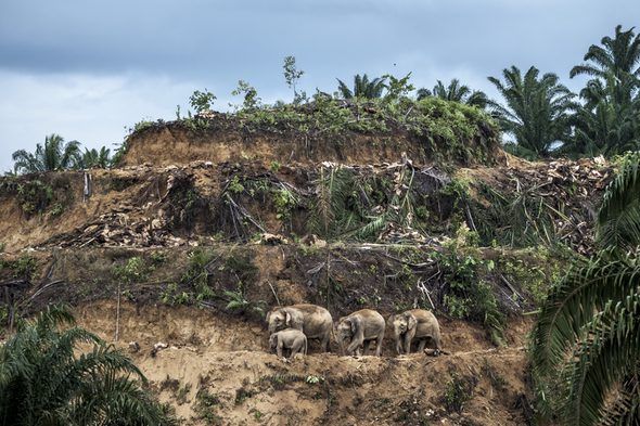 Supervivientes del aceite de palma. Foto de Aaron Gekoski. 
