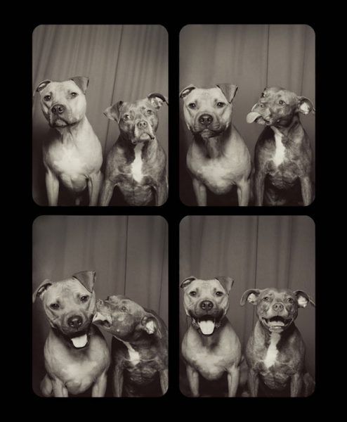 Los pitbulls Bumper y Willis en el fotomatón perruno.