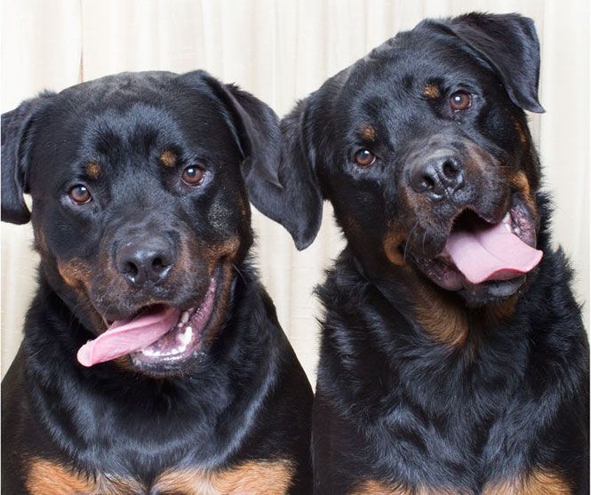 Rottweilers en el fotomatón perruno de la fotógrafa Lynn Terry.