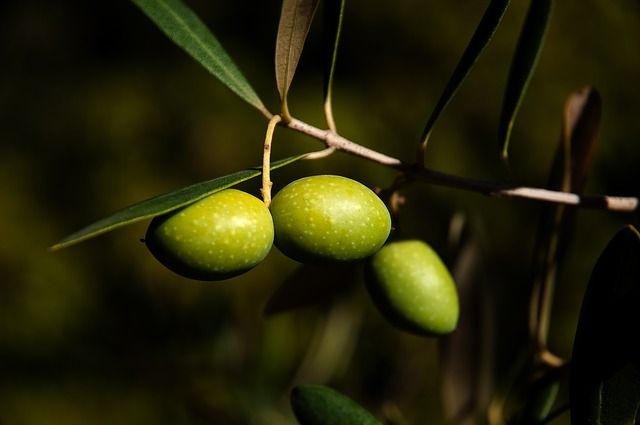 Aceitunas en el olivo. Foto: Pixabay.